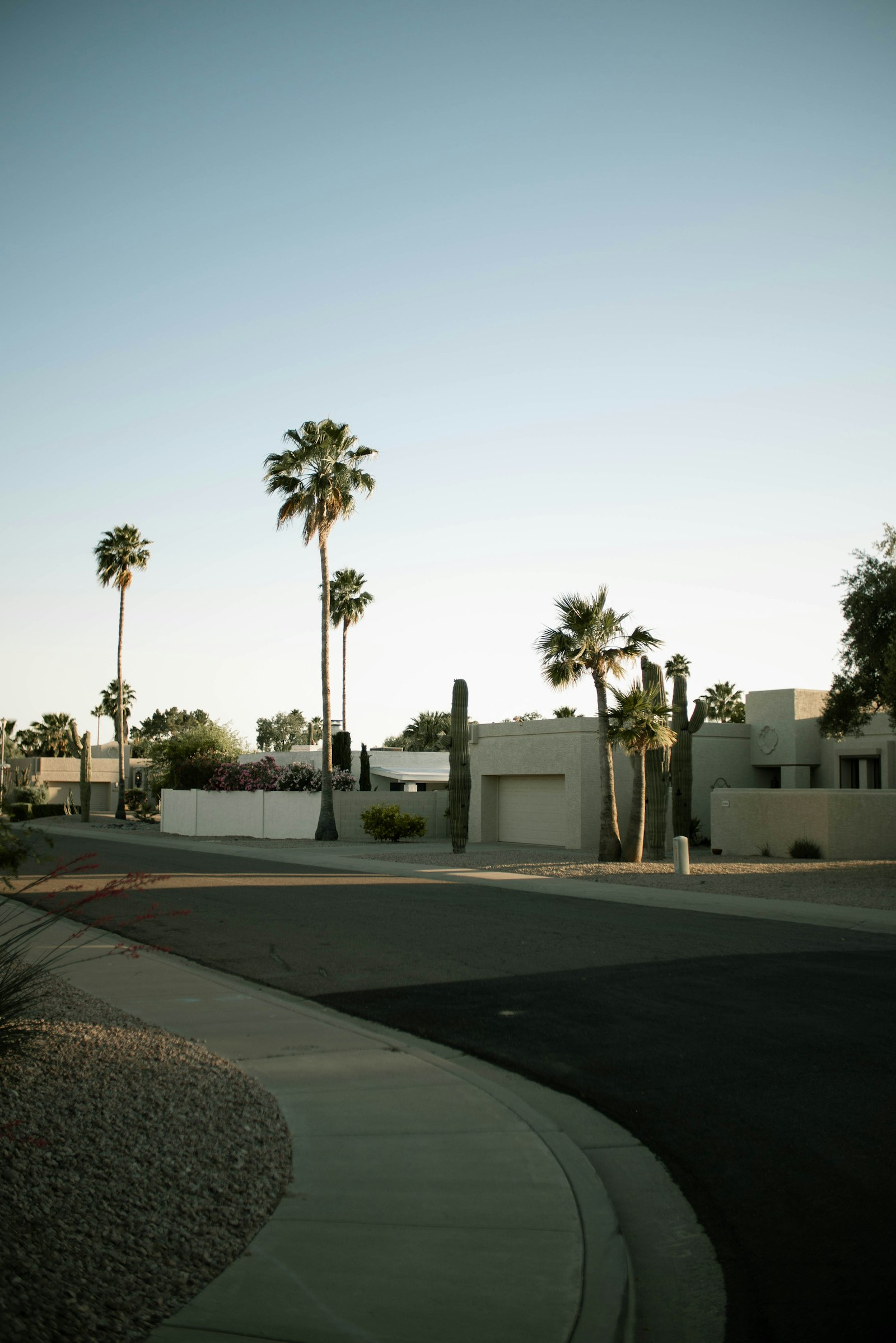 Neighborhood street with palm trees at golden hour