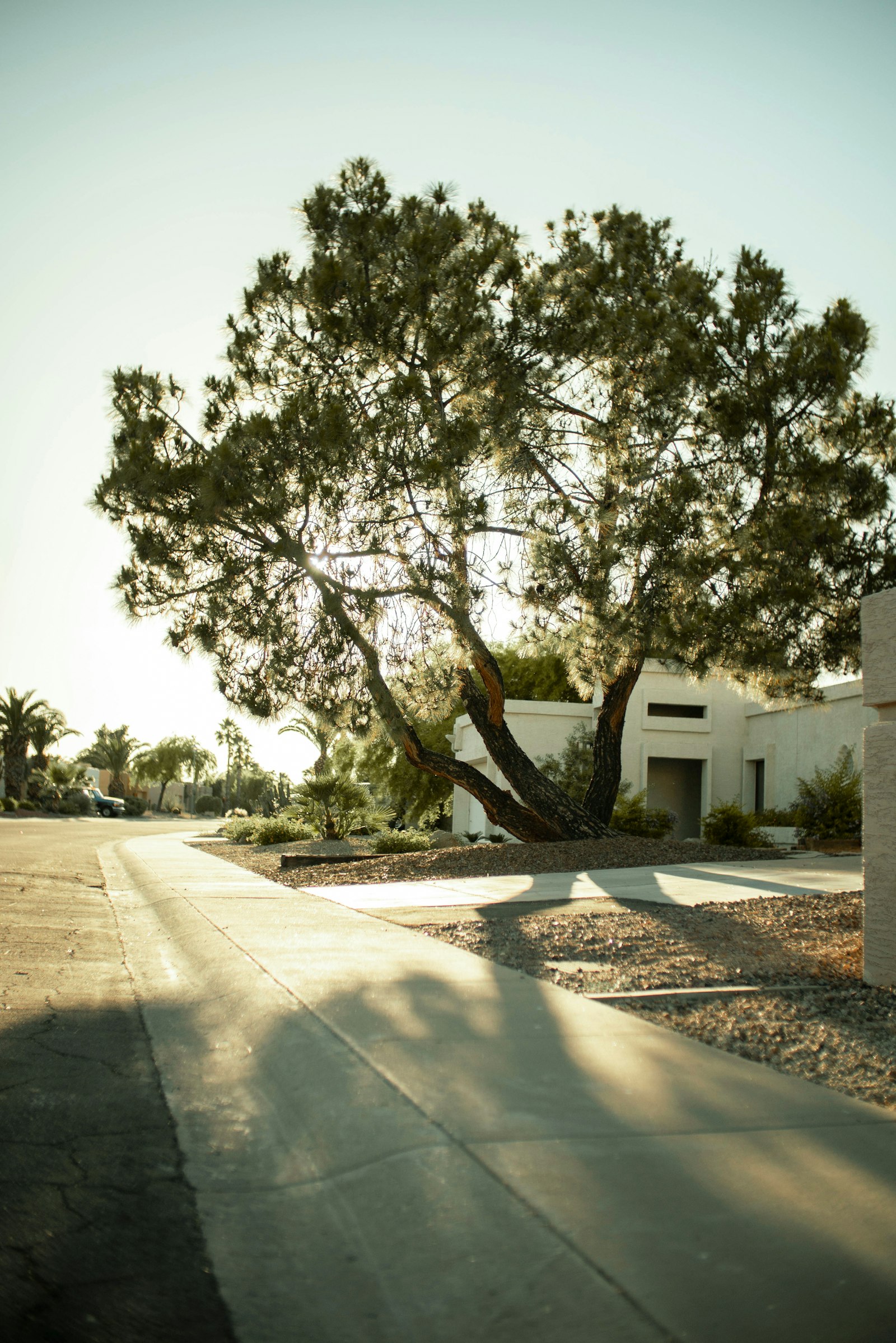 Modern home with a shade tree